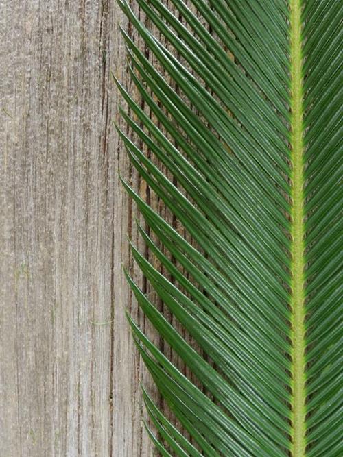 SAGO PALM   GREENS